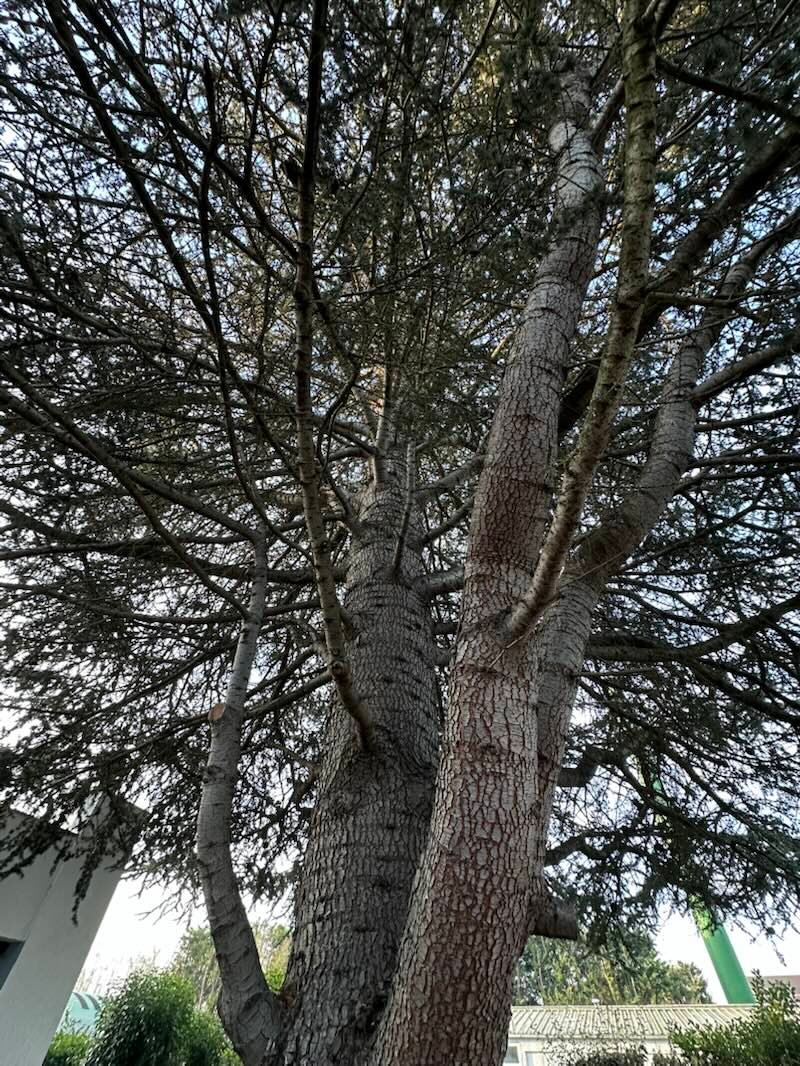 Cèdre à plusieurs troncs vu depuis son pied, coupes nettes sur les charpentières