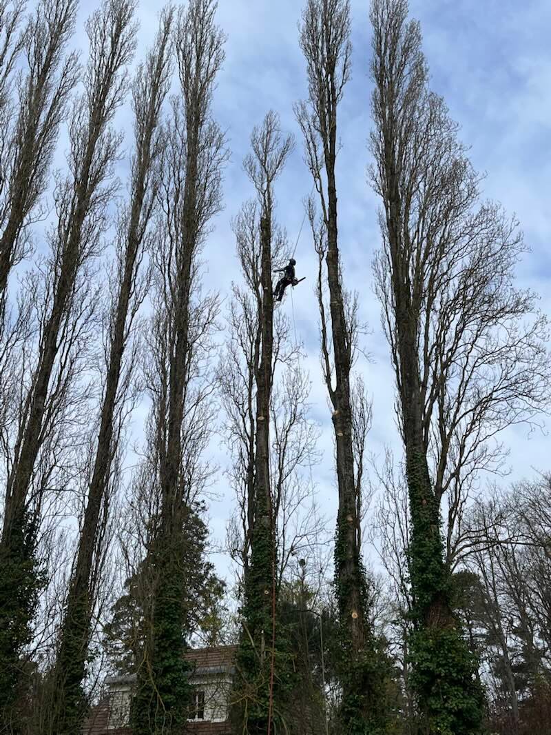 Grimpeur-élagueur suspendu à sa corde au sommet d’un alignement de peupliers d’Italie, sous un ciel nuageux