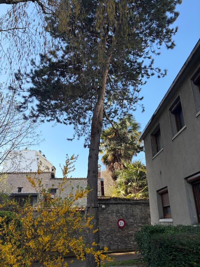 Pin élancé entre une maison et un mur de pierre, en ville, forsythia en fleur au premier plan